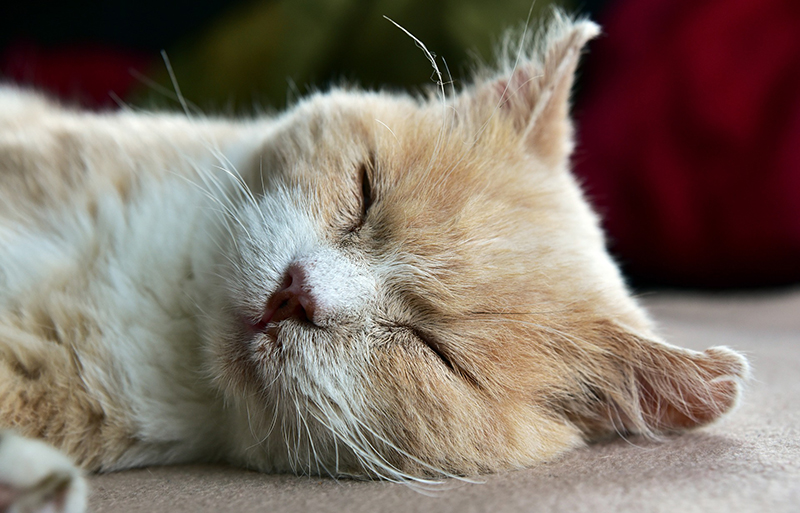 Come Capire Se Un Gatto Sta Morendo